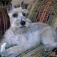 Ella es Ami mi preciosa Schnauzer plata. Es mi engreida... a veces reniega pero ella y yo nos comprendemos... Para ella: Todo con amor... no se educa con la fuerza.